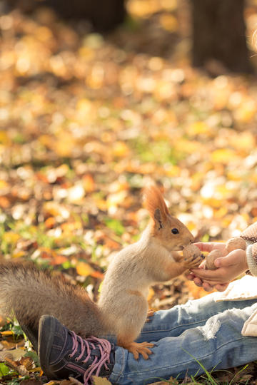 北欧王国游戏最新版