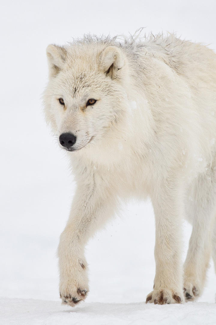 魂斗罗归来幻境模拟战玩法介绍 魂斗罗归来幻境模拟战奖励一览 